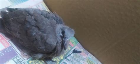 斑鳩死掉|撿到小鳥，怎麼辦？！